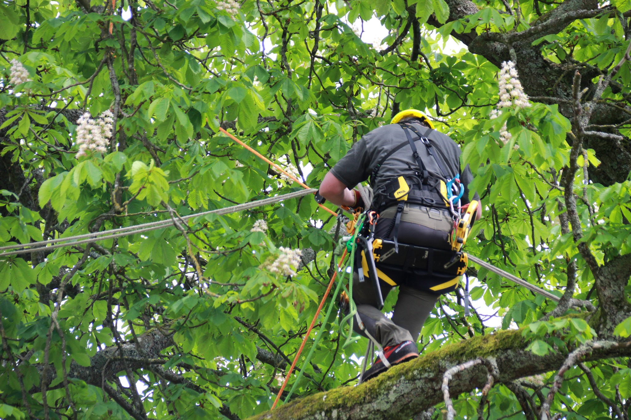 Symbiose au chevet des arbres du château de Lunéville 