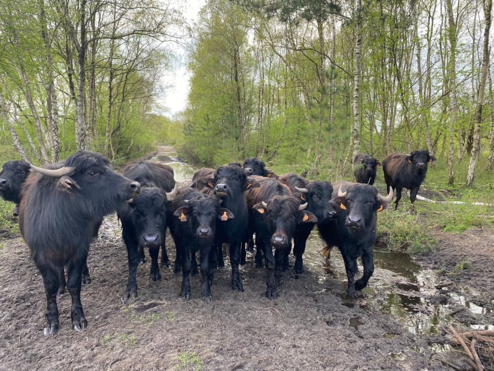 Des buffles pour pratiquer l’écopâturage