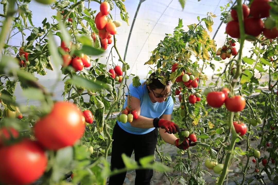 L’EARL des Courtis, la mécanisation pour la production de légumes 
