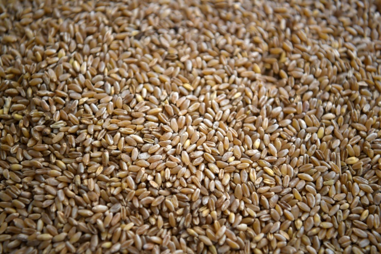 Le blé dur, une filière française 