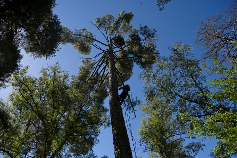 Les forêts françaises, 