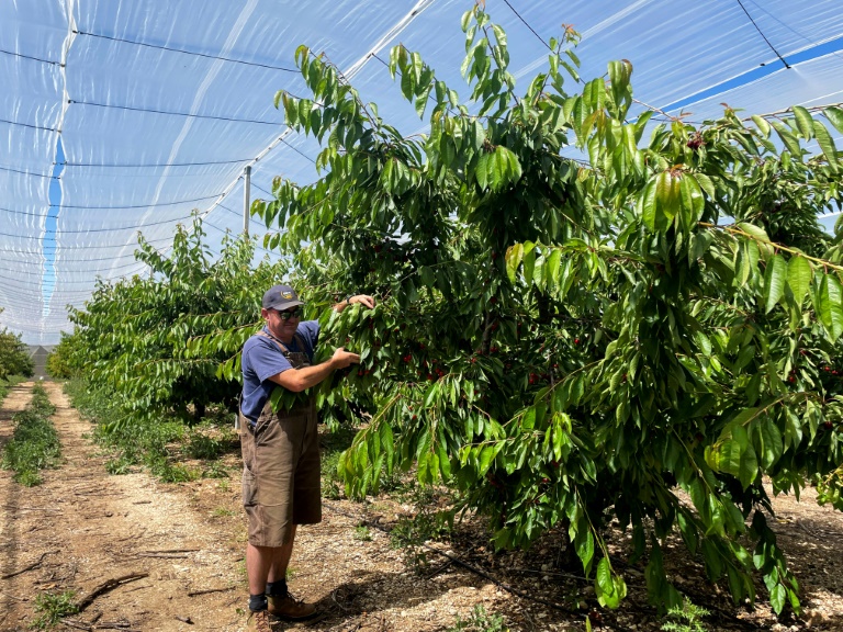 Attaquée par une mouche ravageuse, la cerise française en quête d'un antidote