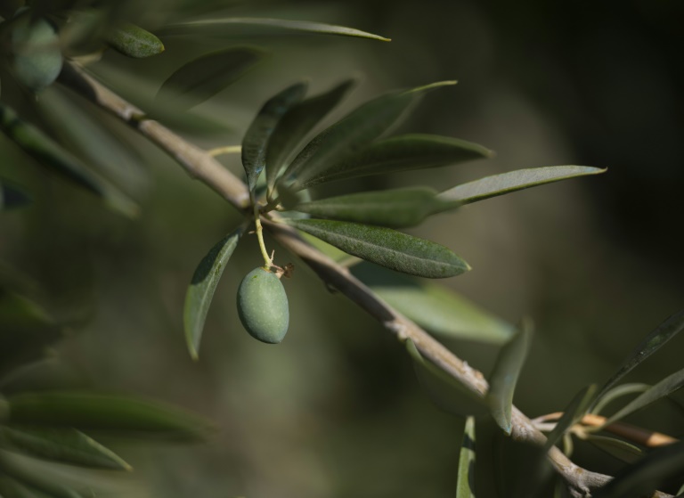 Le secteur de l'huile d'olive en quête de solutions face au changement climatique