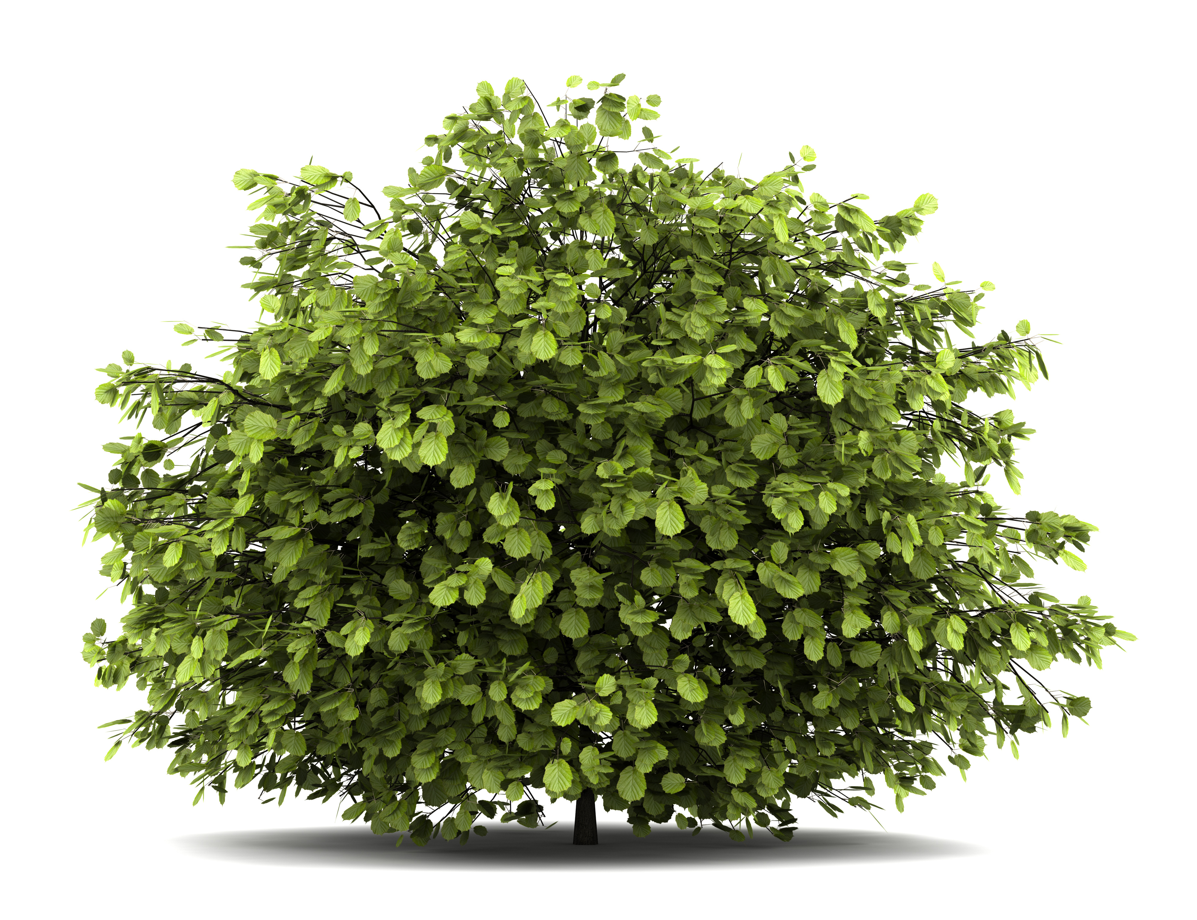 Compiègne : une 3ème étoile au label Ville-Eco Propre