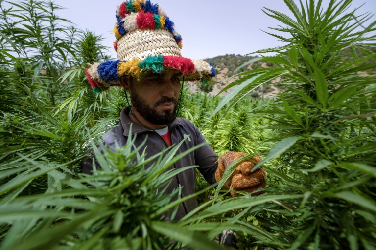 Au Maroc, des cultivateurs de cannabis sortent de la clandestinité