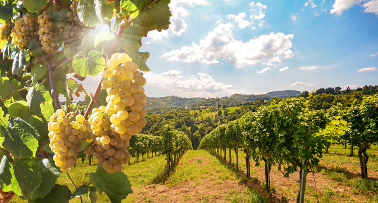 Saône-et-Loire : Le Château de la Greffière fête bientôt ses 100 ans