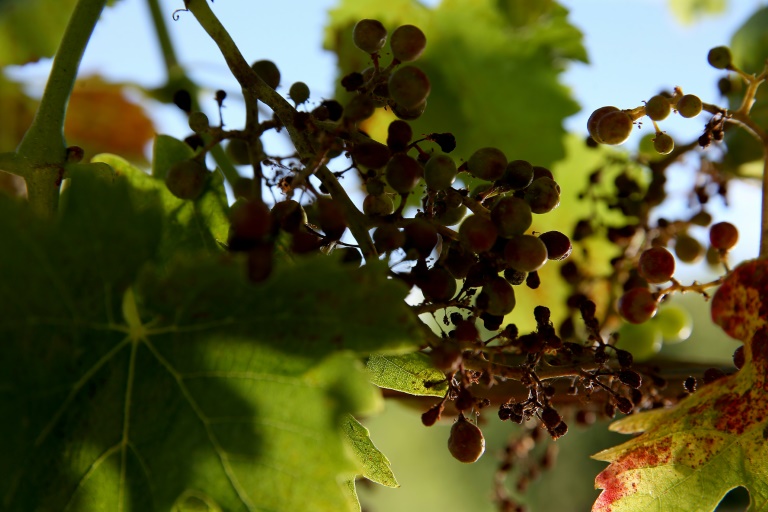 Pour les vignerons français, un millésime 2024 éprouvant