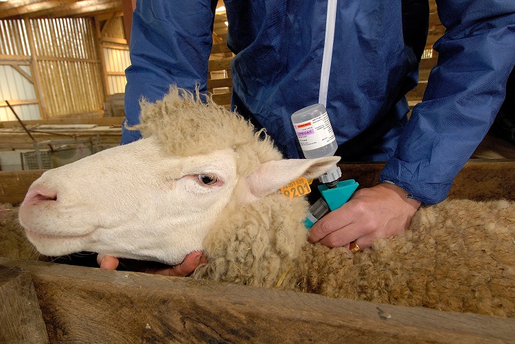 La campagne vaccinale contre la Fièvre catarrhale ovine est lancée en Côte-d’Or