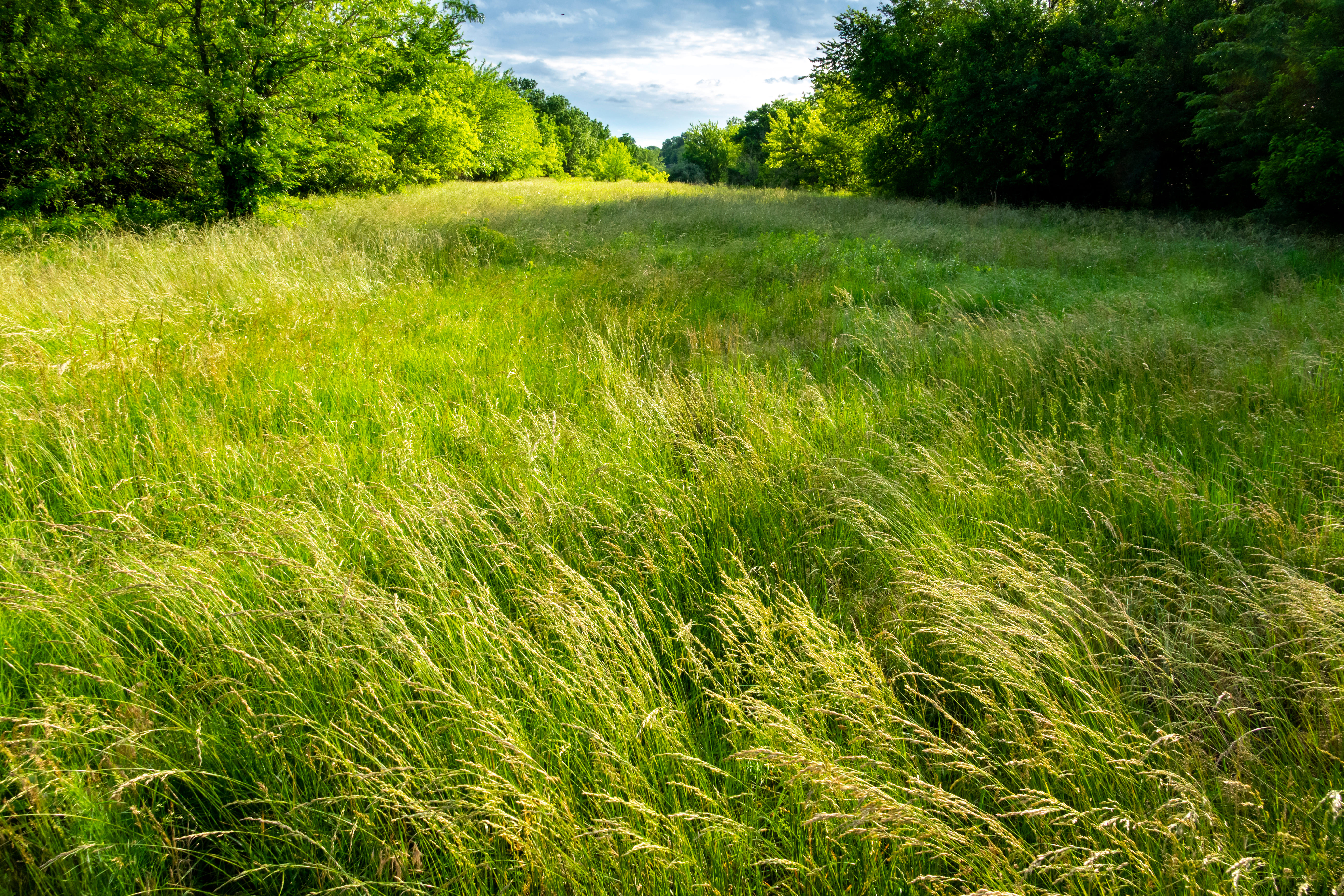 Une journée technique dédiée à la rénovation des prairies