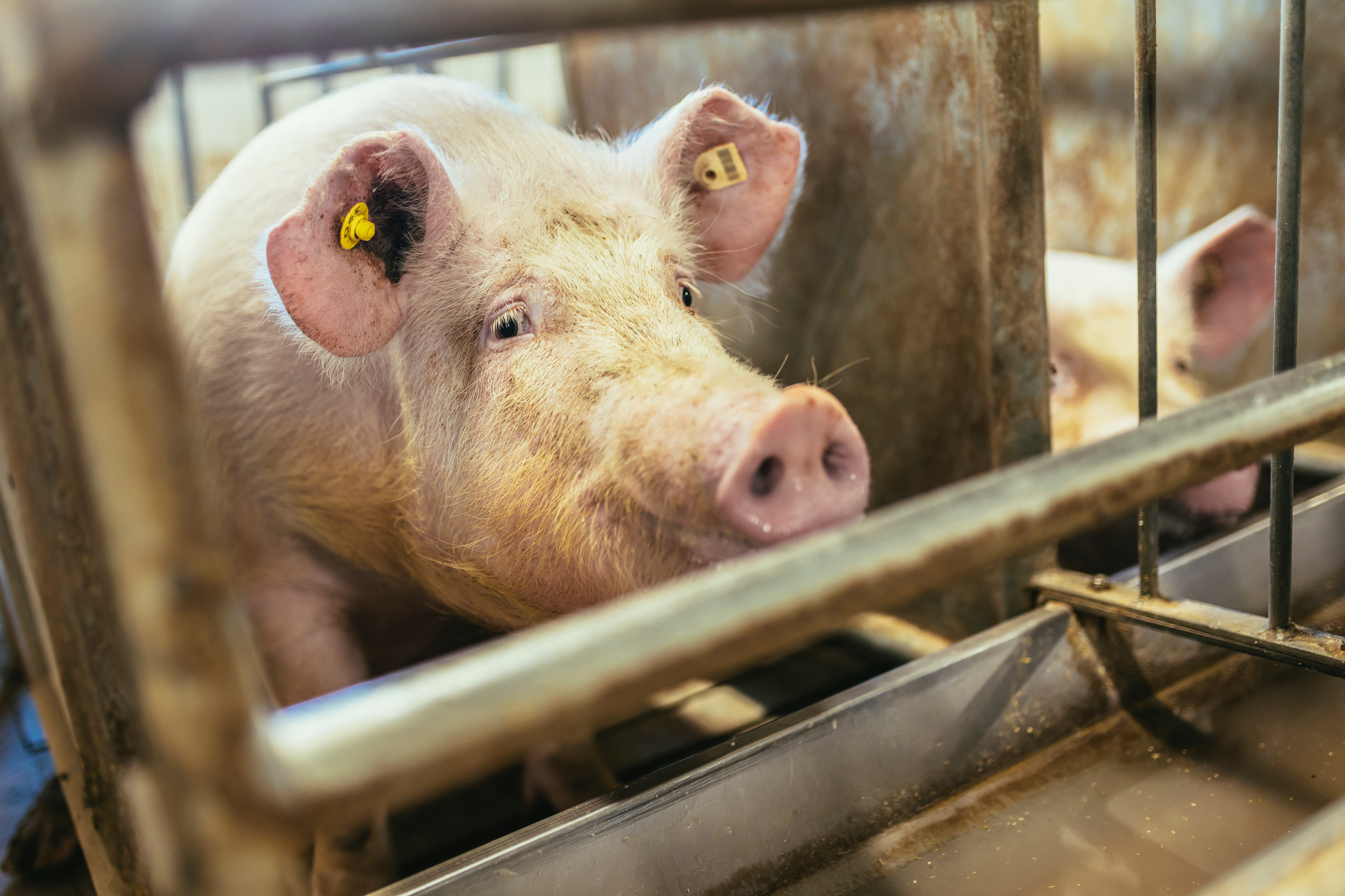 La Peste Porcine Africaine : une campagne de prévention déployée en Meuse