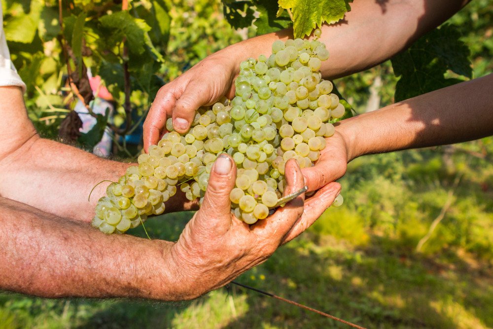 Côte d'Or: La campagne de recrutement est ouverte pour la vendange 2024 