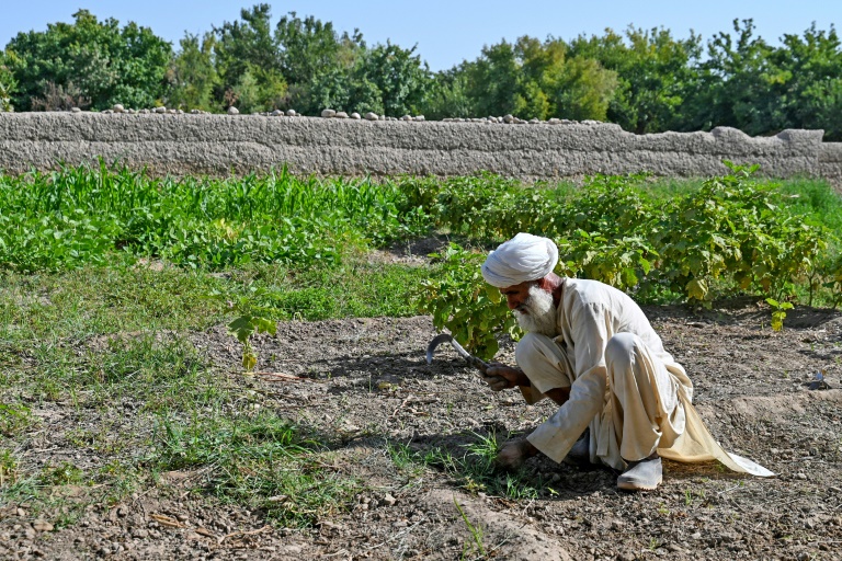 Dans le Helmand, l'opium ou la faim pour les paysans afghans