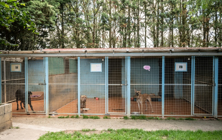 Près de 8.000 animaux recueillis par la SPA au cours de l'été