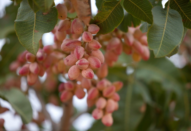 En Espagne, un boom de la pistache favorisé par les sécheresses à répétition