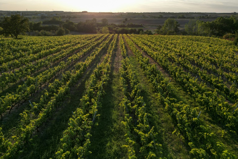 Le vin turc voit son salut dans l'exportation