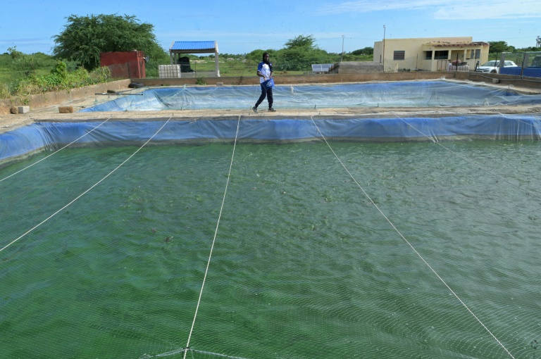 Au Sénégal, l'aquaculture cherche son cap