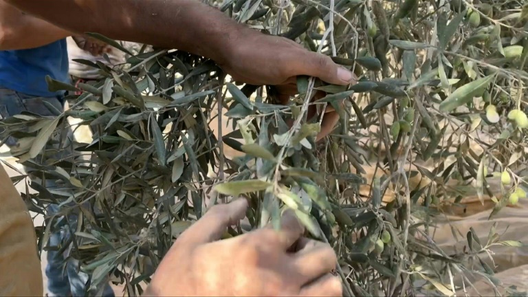 A Gaza et en Cisjordanie, une récolte des olives dans la peur de la guerre et des colons