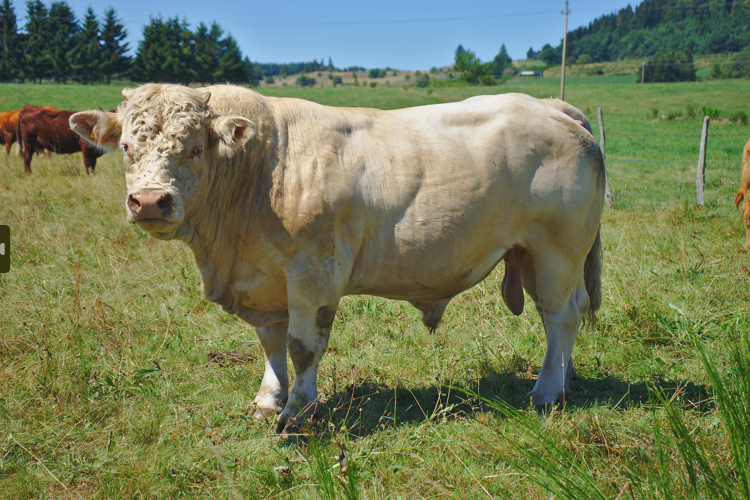 À Semur-en-Auxois, le Concours Reproducteurs Charolais revient pour sa 64e édition