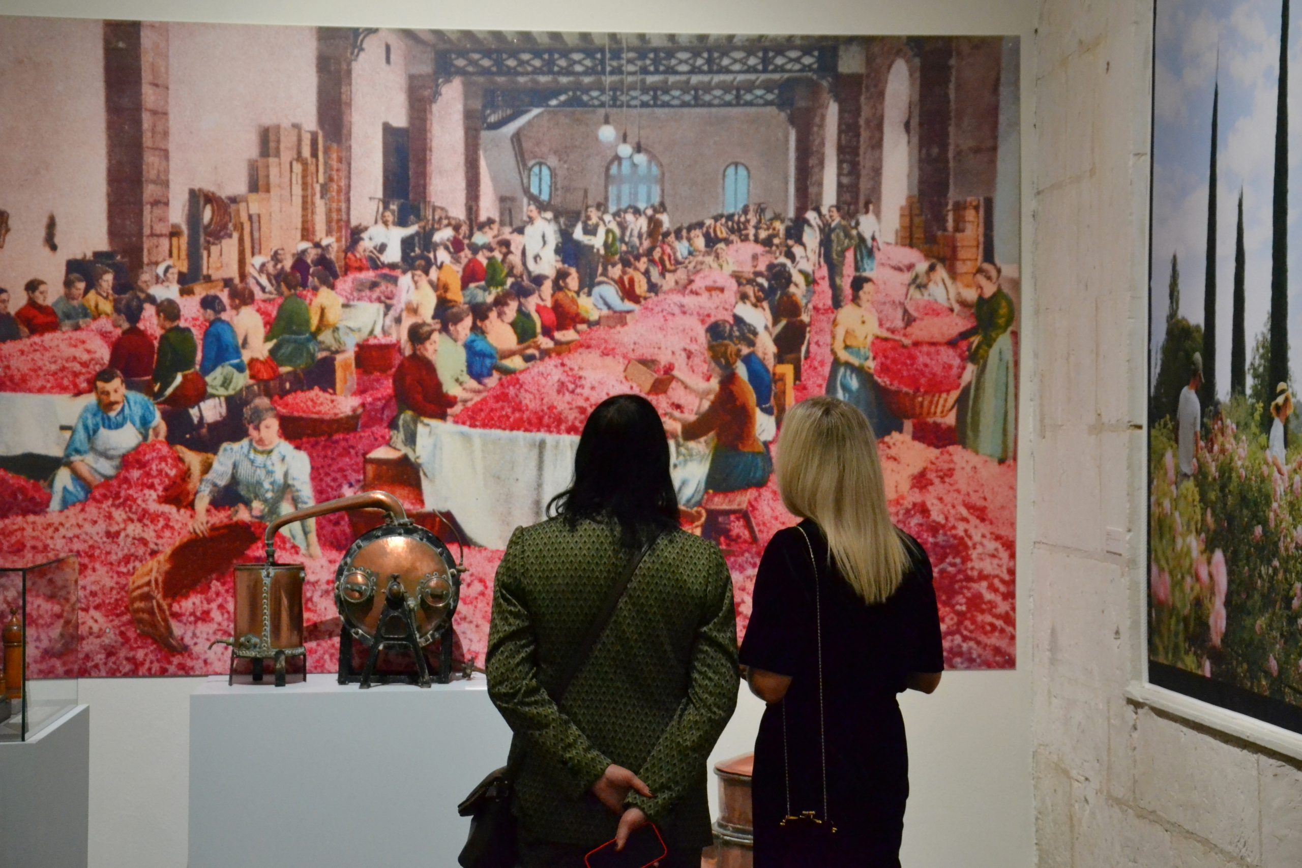 La rose dans tous ses états à l'abbaye de Saint-Riquier