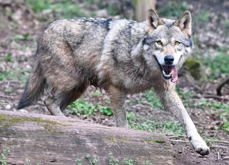 L'Etat autorise à abattre jusqu'à 192 loups en 2025, pas assez pour les éleveurs