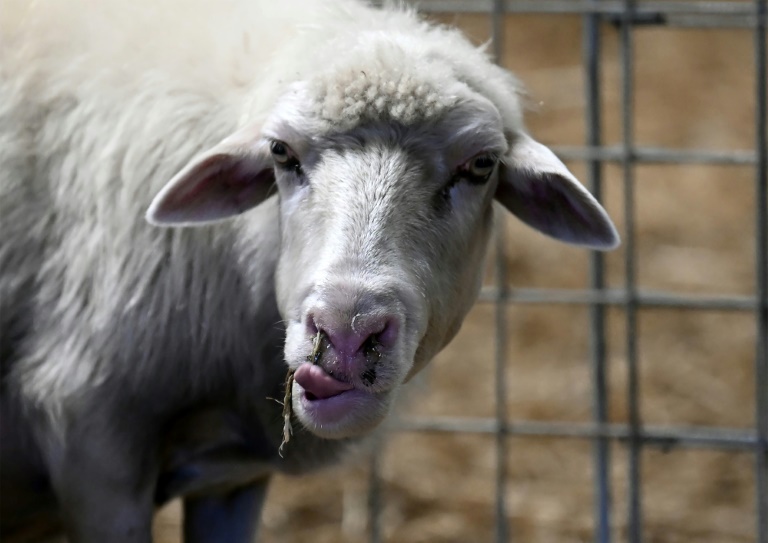Elevage: versement des premières indemnisations pour la fièvre ovine