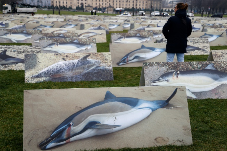 Dauphins: la justice confirme une interdiction de pêche d'un mois dans le golfe de Gascogne