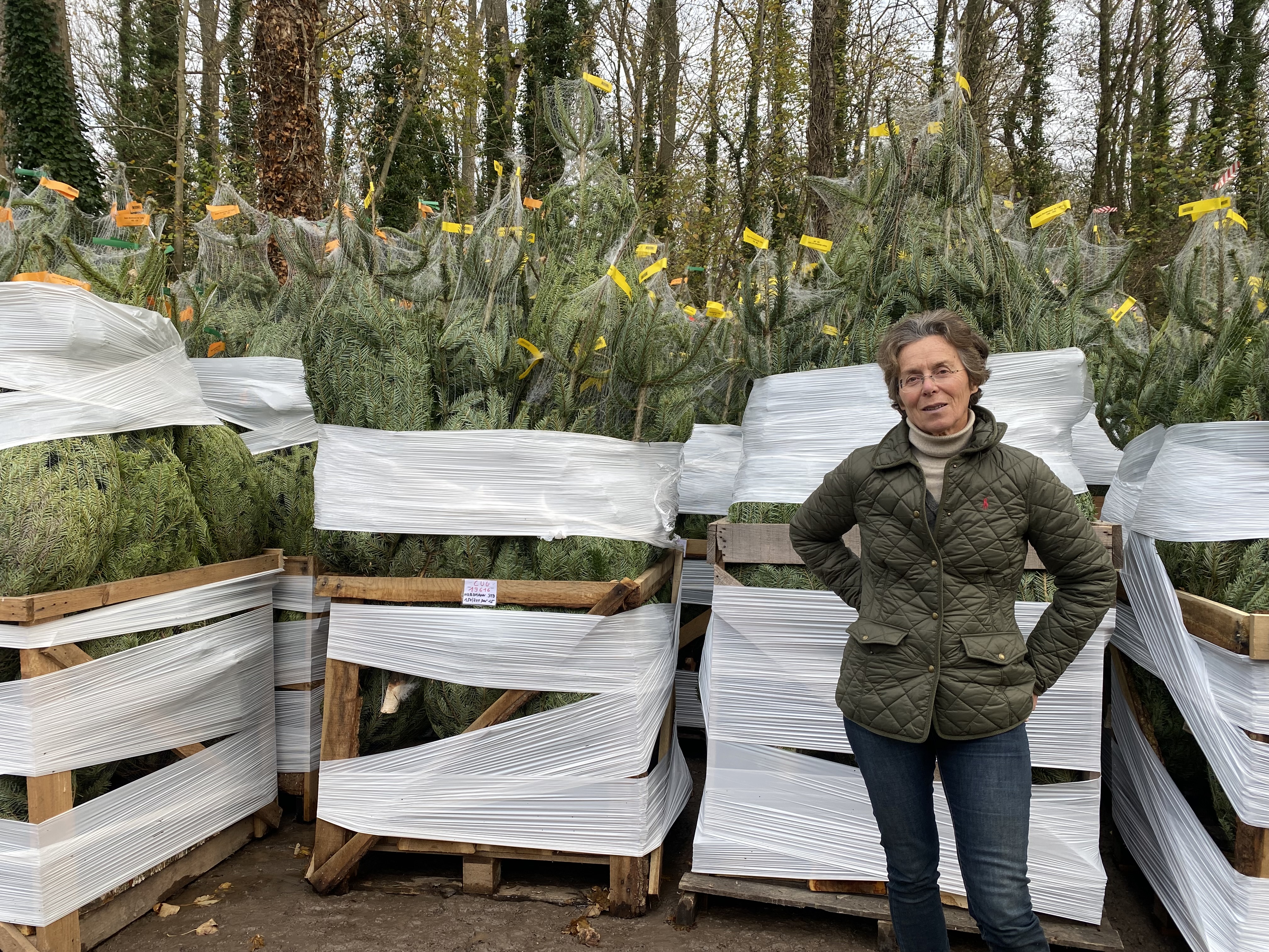 La tradition des sapins de Noël cultivés au château