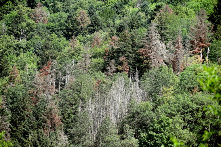 France: une large part des forêts de montagne et de Corse menacées par le changement climatique (UICN)