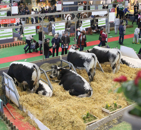 La race vosgienne absente du Salon de l'Agriculture 2025 pour une réorientation stratégique