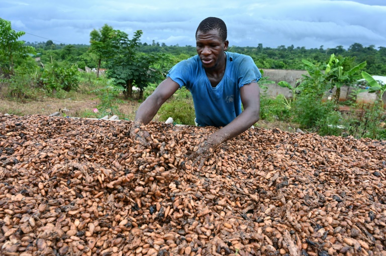 La menace climatique pèse sur le chocolat, alertent des chercheurs