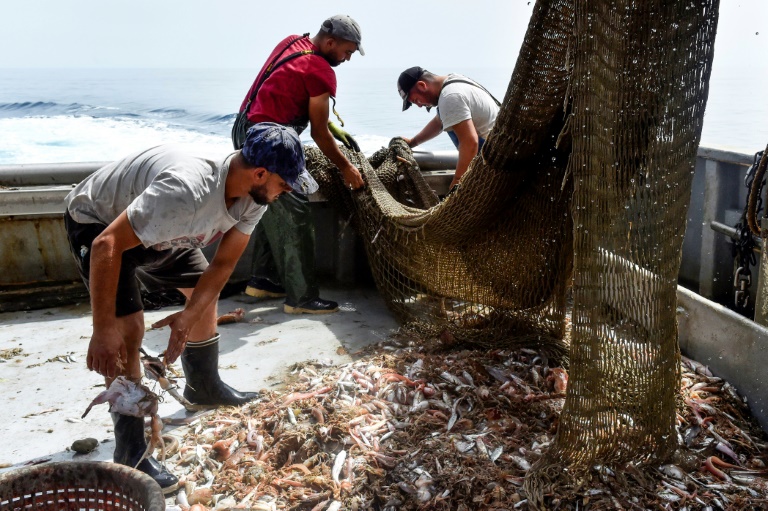 Pêche: des populations de poissons en panne de renouvellement