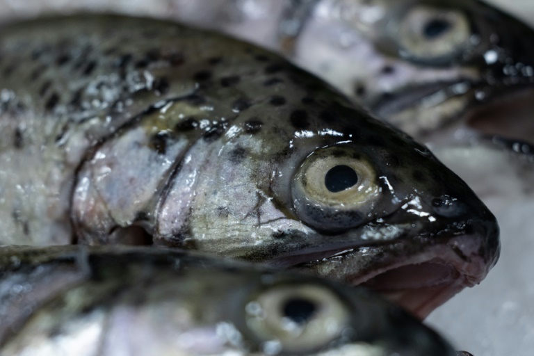 Pêche: alerte sur le renouvellement des populations de poissons