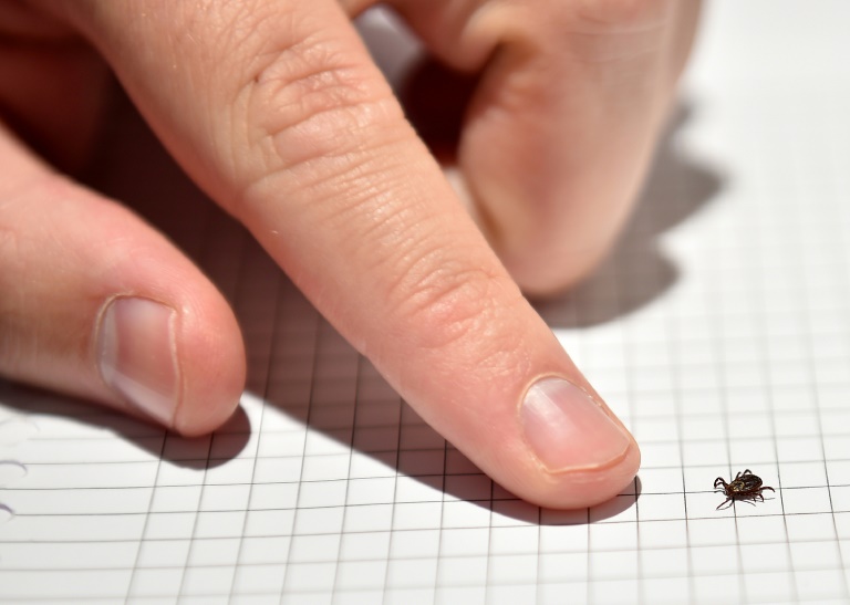 Maladie de Lyme: la controverse ressurgit avec un avis controversé de la HAS