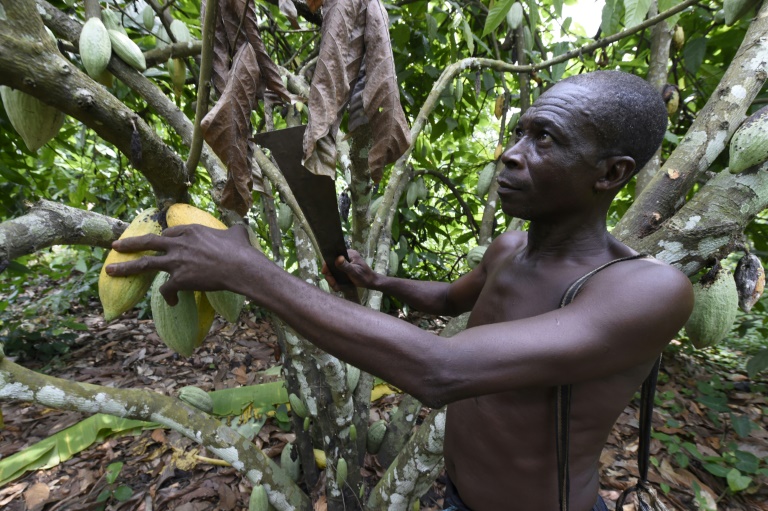 Le Nigeria veut profiter du cours élevé du cacao pour redynamiser sa production locale
