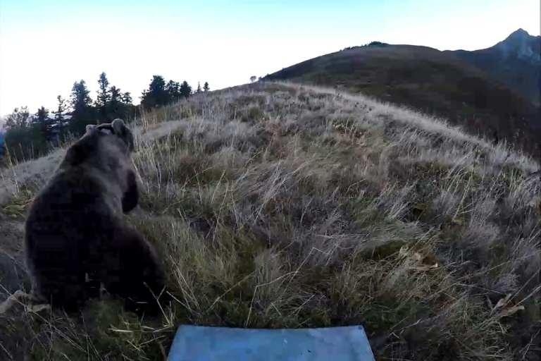 Légitime défense ou destruction d'espèce protégée ? Un chasseur jugé pour avoir tué une ourse dans les Pyrénées