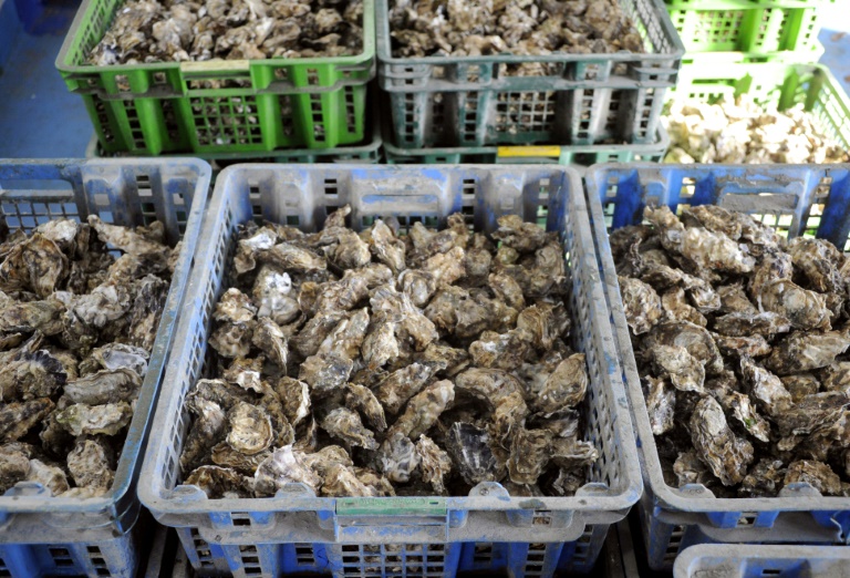 Algues toxiques entre Vendée et Finistère: pêche aux coquillages interdite dans de nombreux secteurs