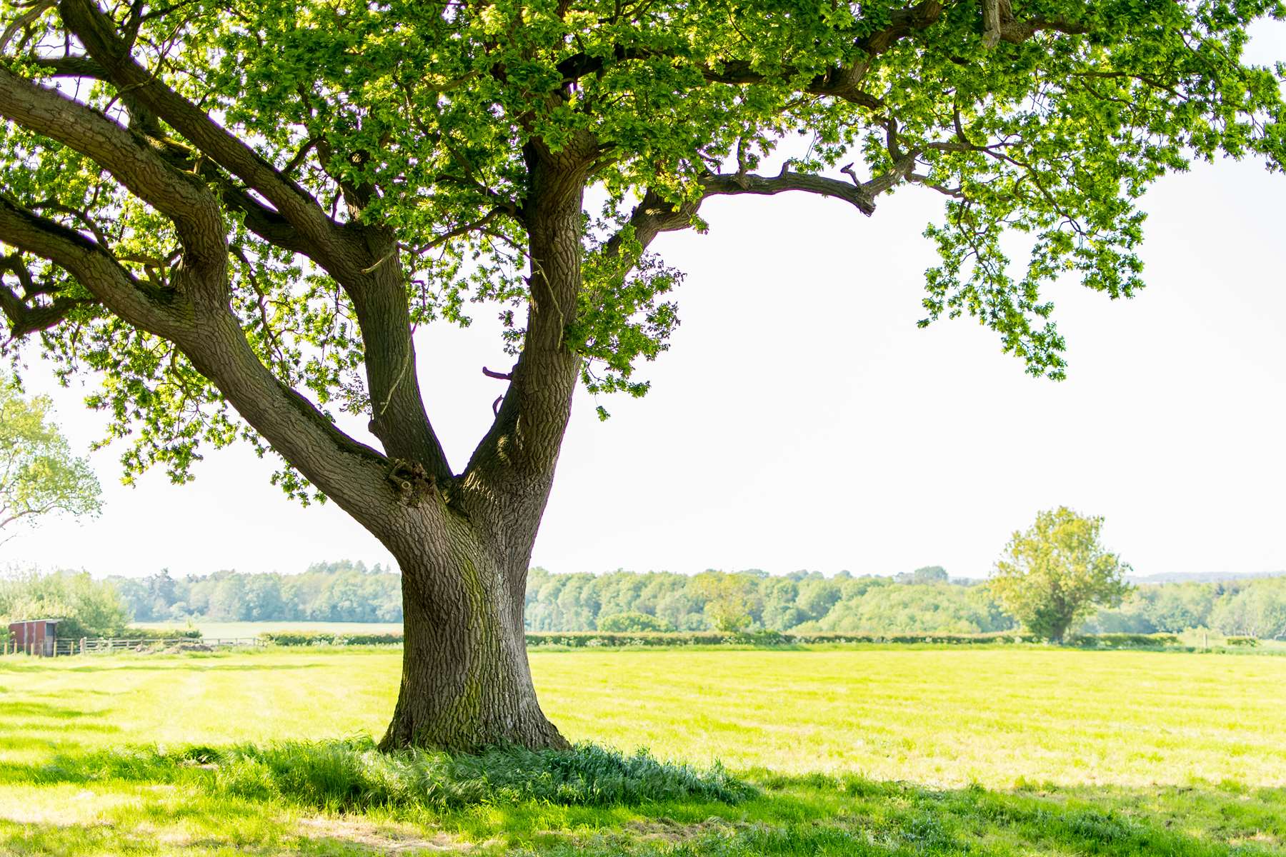 Un million d’arbres plantés en Hauts-de-France 