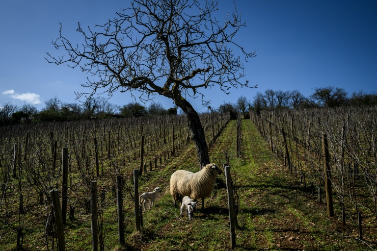 Les vins de Bourgogne dans la course à la décarbonation