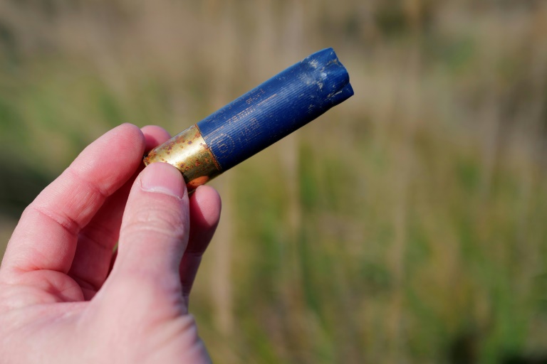 En Camargue, le plomb, interdit, continue d'empoisonner les oiseaux