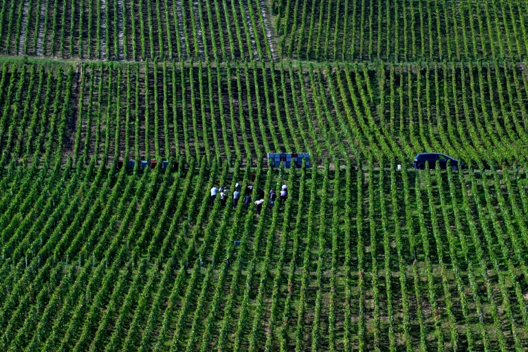 Entre inflation des bouteilles et nouveaux goûts, la consommation mondiale de vin au plus bas depuis 1961