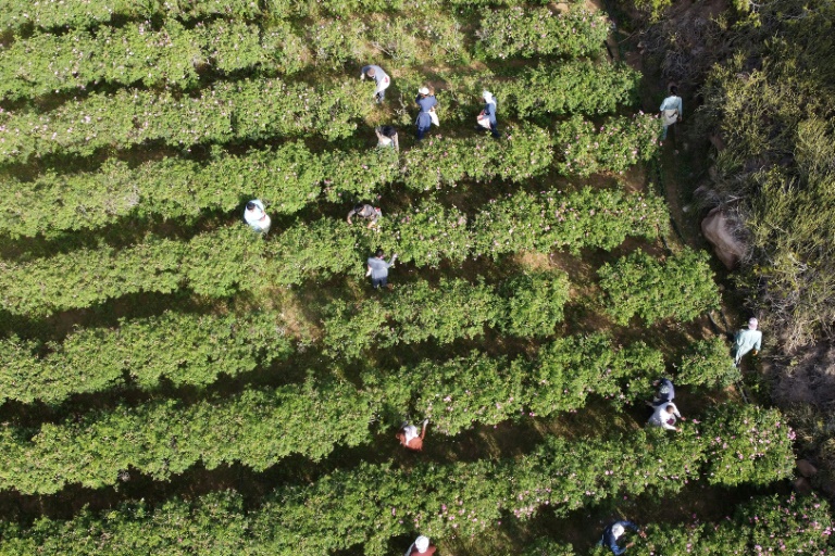 En Arabie saoudite, l'art d'extraire le parfum de la 