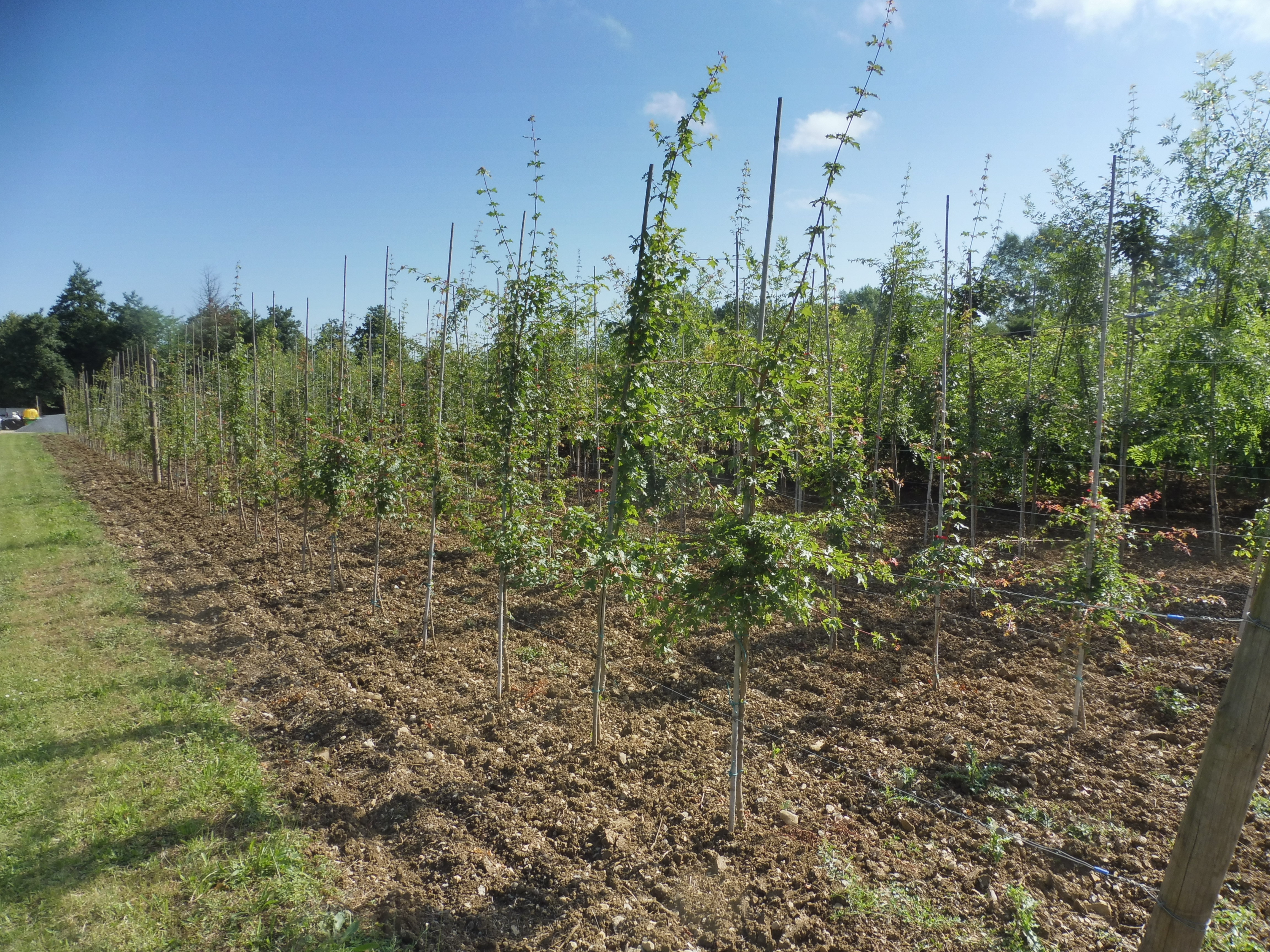 Répondre à l'avenir des forêts mosellanes fragilisées 
