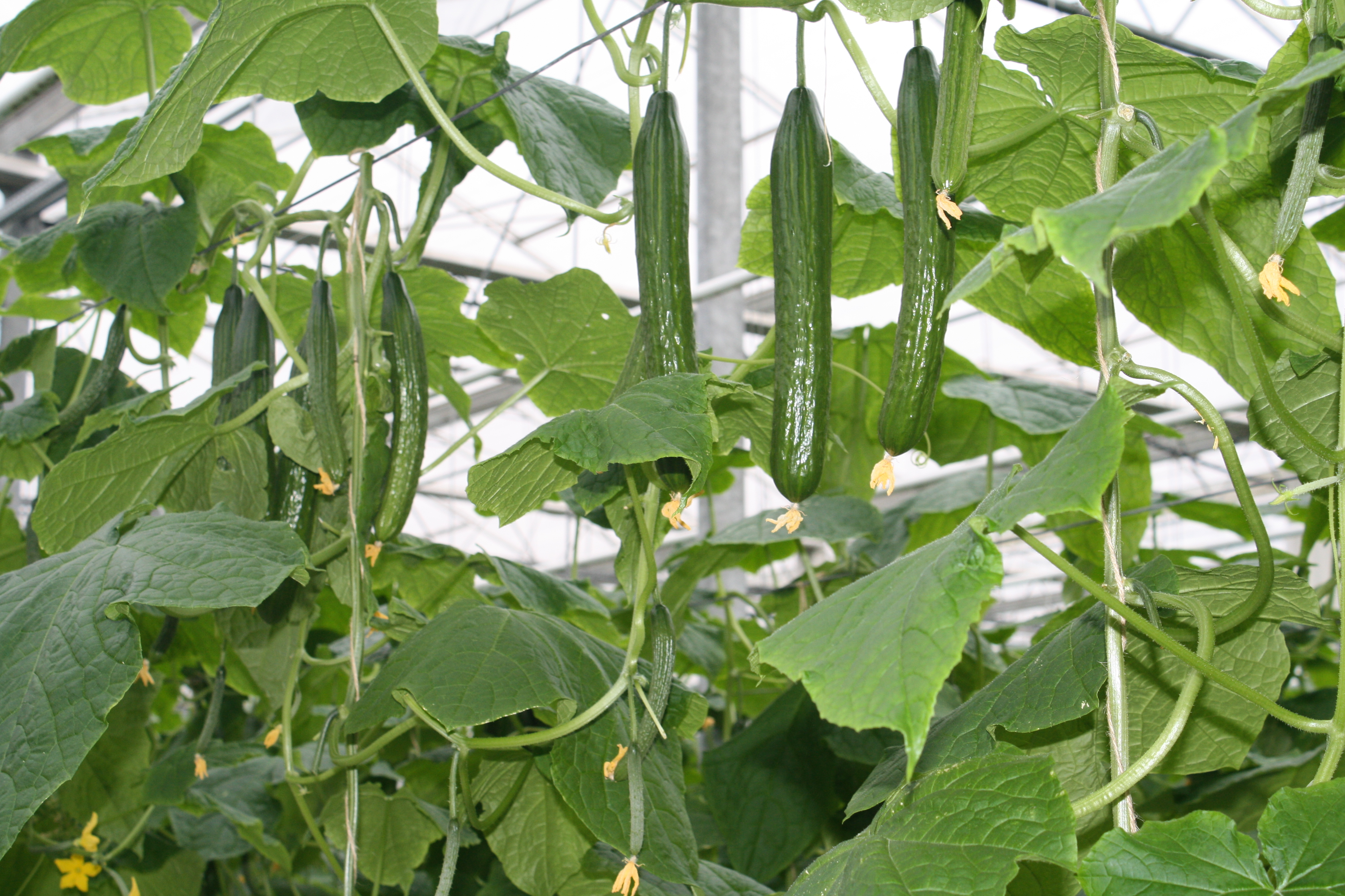 Medef Meuse : Petit-déjeuner découverte