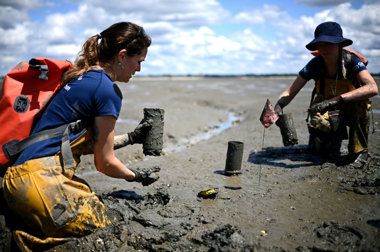 Sur le bassin d'Arcachon, la délicate préservation d'une plante 