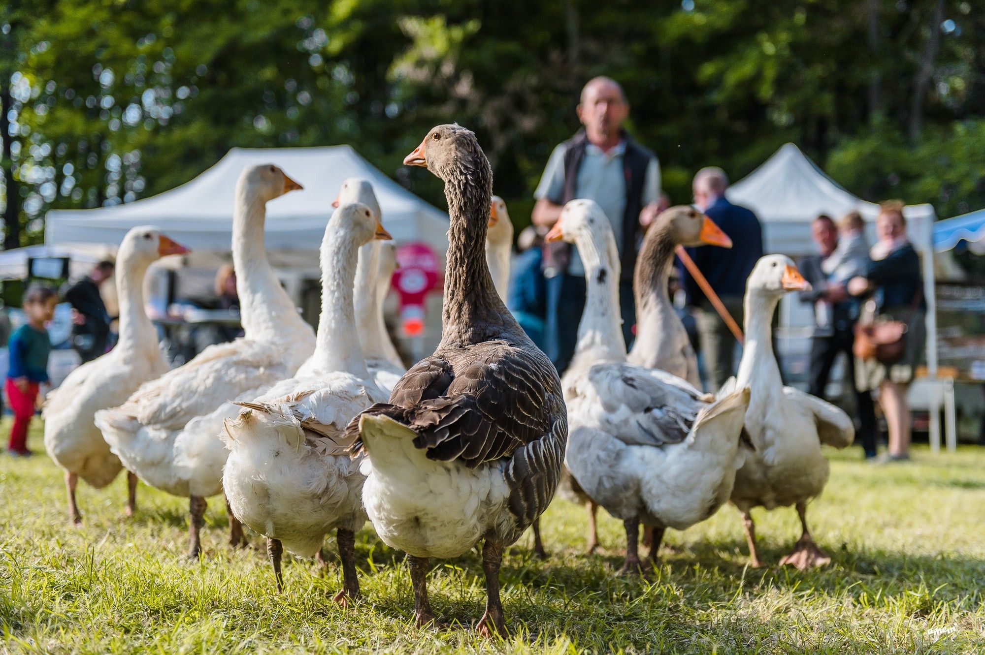 Un nouveau marché nocturne à Schweyen