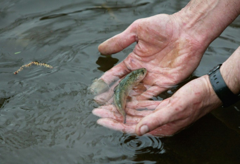 Les saumons sauvages de l’Allier menacés d'extinction par le changement climatique