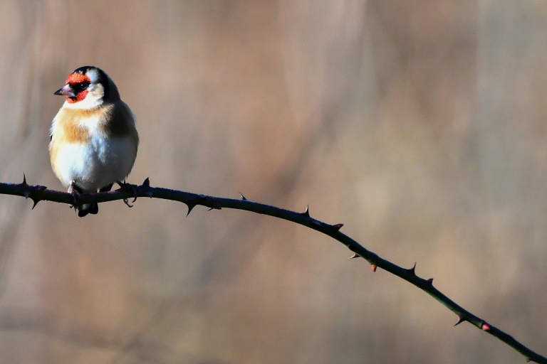 Trafic d'espèces protégées d'oiseaux, le procès renvoyé au 15 janvier