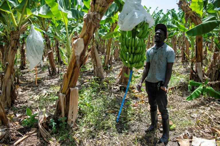 L'expulsion des Haïtiens, coup dur pour l'économie de la République dominicaine