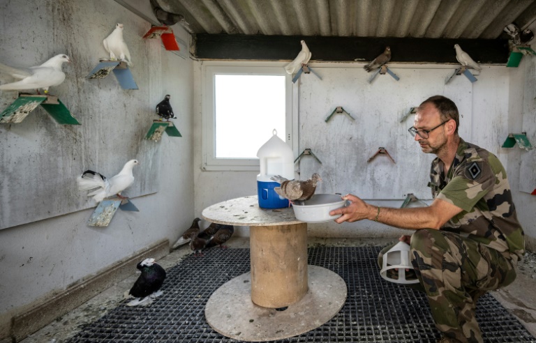 Près de Paris, les derniers pigeons militaires d'Europe s'envolent toujours