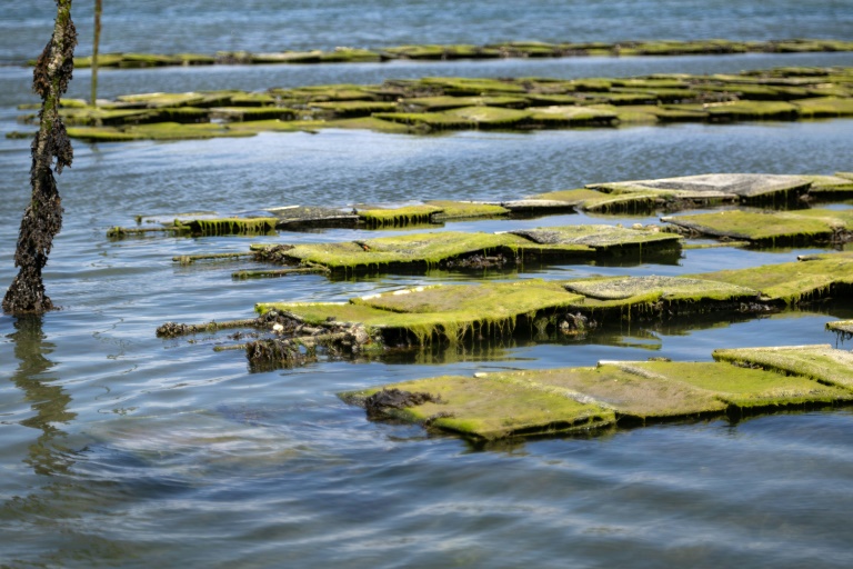 En baie de Morlaix, les ostréiculteurs submergés par les marées vertes